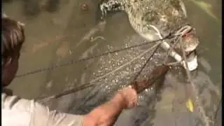 Crocodile's Of The Revolution (Part 4)