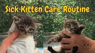 How I Care for a Sick Kitten | My Daily Routine