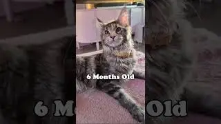 Maine Coon Kitten Aurora - 2 to 6 Months Old!