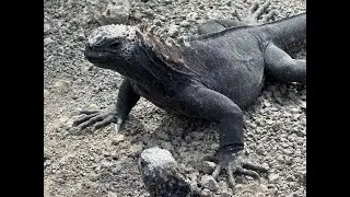 Isabela sharks and iguanas