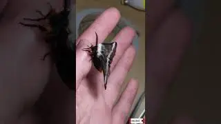 Texas buck moth handling!