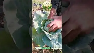 ASMR Cabbage Harvest: Pure Garden Bliss! #shorts