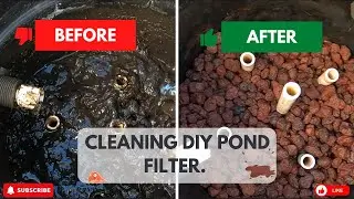 How I Clean My DIY Pond Filter (1 Year Later) | Turtle Pond Maintenance