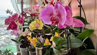 Orchids on the kitchen shelf, new blooms