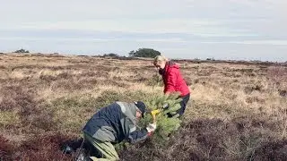 Tr&aelig;k et tr&aelig; p&aring; Melby Overdrev, 29-03-2015