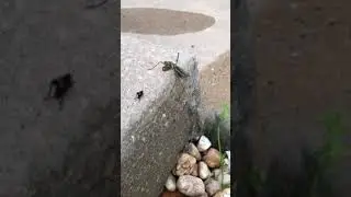 Praying mantis vs cricket