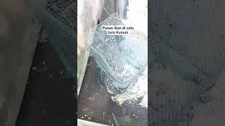 Banyak Poin Hari ini #spotmancingviral #Pengilar #trapfish #ikanairtawar