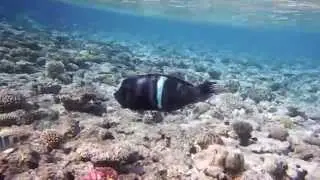 Корис клоун Coris aygula. Из Губановых. clown coris. DSCF3478