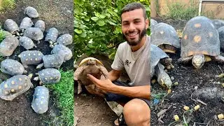LETTUCE FEAST for my Tortoises!