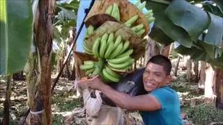 Banana plantation Cableway - Supply Chain - AgroFair