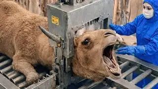 How a Modern Factory Processes Camel Products | Full Industrial Documentary