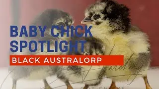 Black Australorp Baby Chicks Hatching at Cackle Hatchery