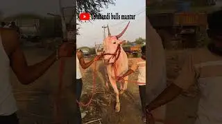 #terabandirace #bull #funny #viralvideo #video #viralshorts#viralshort#viralvideos #vtuber#videos