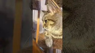 Cutest Cat Close Up Ever 🐾 | You Won&rsquo;t Stop Smiling! #HDcat #CatCloseUp #CuteCats #cutenessoverload