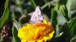 Jupiter from the Planets - Gustav Holst - Bringer of Jollity Music Video