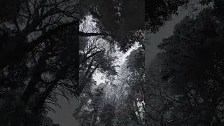 🌲 Forest Wind Sounds | Nature Ambience