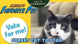 Help Cat Maximiliano Win America&rsquo;s Favorite Pet! His Rescue Story and How to Vote Daily. 😻