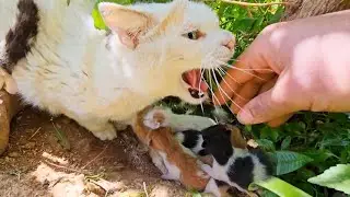 Angry Stray Mother Cat Ask For Help