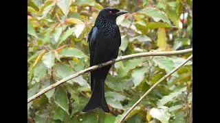 The Spangled Drongo
