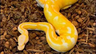 Recessive Ball Python Genes You Should Be Investing In: LAVENDER ALBINO