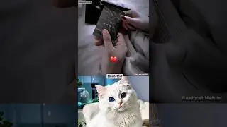 Best couple Aura 💀 #cat #memes #dance #trending
