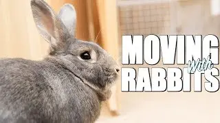 I'M MOVING WITH RABBITS?!?
