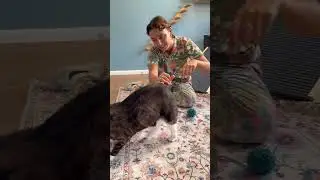 Senior Cat Hotel guest gets the five star treatment