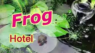 FROG HOTEL | BUNNINGS DIY | B S