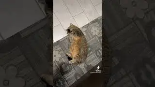 #munchkin #cat #funnyvideo #funny #relax #video #italy #munchkincat #scottishkilt #viral
