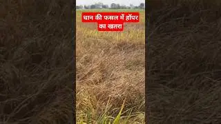 Brown Plant Hopper Control In Paddy | BPH | Parveen farming #bph#dhankheti #agriculture #dhankikheti