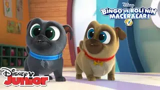 Venedik'te Görev Zamanı! | Bingo ve Roli'nin Maceraları | @DisneyPlusTR