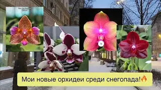 @orhorai и @passifloraclub  - спасибо за мои новые орхидеи!