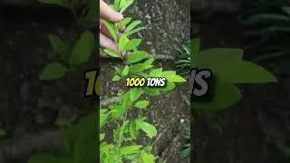 The Dutch Use To Grow Coca Plants