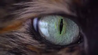 DevGooD  - Cat eye [ Wallpaper Engine ] Живые обои