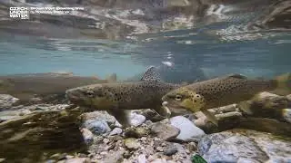Underwater footage of Brown Trout spawning (Salmo trutta). Třen&iacute; Pstruha obecn&eacute;ho potočn&iacute;ho.
