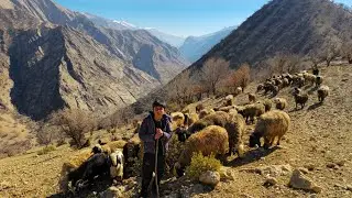 Nomadic life: 🐑Herding and grazing sheep in the dry and cold winter mountains of Zagros🐐🗻