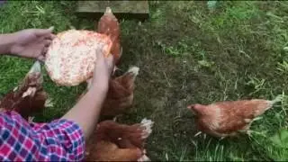 Feeding Chicken Time Lapse