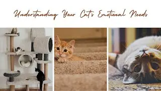 Understanding Your Cat's Emotional Needs.