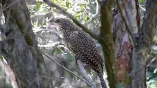 Pheasant Coucal or Cane Pheasant (Centropus phasianinus ♀) / Fasanspornkuckuck [1]