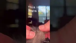 Long Haired Cat Gets Two Huge Mats Removed!!  These Things Are Insane. #petfluencer