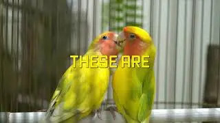 The Ultimate Lovebird Breeding Guide Secrets for Success