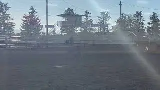 Smoken Buck Project &ldquo;Gus&rdquo; Top Gun Horse Sale 2022