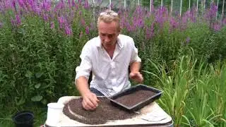 How to plant out cyclamen sprouts in trays