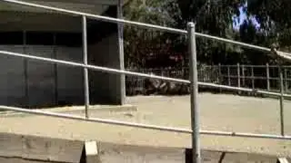 Camel eating at Six Flags Discovery Kingdom
