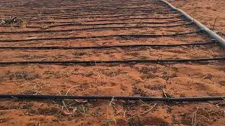 Drip irrigation set up for Sudan grass.  #farming @MicroIrrigation #dripirrigation #goat 