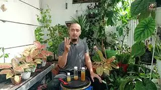 Membedakan Madu Kaliandra Murni dengan Pakan Gula