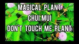 Magical Plant || Don't Touch Me Plant || Chui Mui || Mimosa Podica || waqas aslam duggal || Urdu