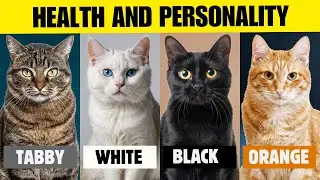 What Your Cat's Fur Color Really Says About Their Personality!