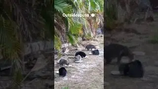 🐈&zwj;⬛🐈feeding the homeless cats on my street.❤️And yes they have been TNVR❤️Plz like & sub for the🐈&zwj;⬛s