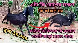 এটা কি রোগের লক্ষণ | ছাগলের পেটে ব্যথা | ছাগল পালন পদ্ধতি | ছাগলের রোগ ও তার চিকিৎসা | goat farming